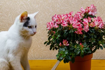 Zelfklevend Fotobehang White cat sitting near blooming pink azalea in flower pot on a table © olyasolodenko