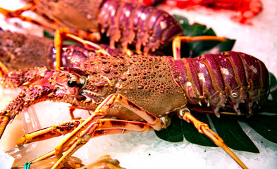 Fresh Natal Spiny Lobster, palinurus delagoae, lie on ice on the morning seafood market. Expensive luxury restaurant level.