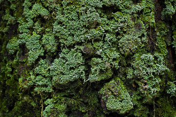 Green moss on a tree. Natural abstract background.