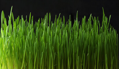 Young sprouts of grass on a black background. Panoramic photo.