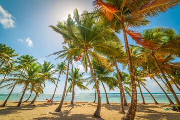 Fototapeta na wymiar Coconut palm trees in beautiful Bois Jolan beach in Guadeloupe