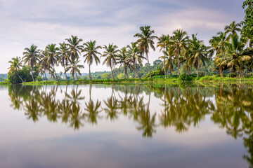 Fototapeta na wymiar Coconut tree reflection on backwater 