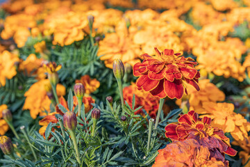 orange flowers growing in a city flower bed to decorate the sidewalk