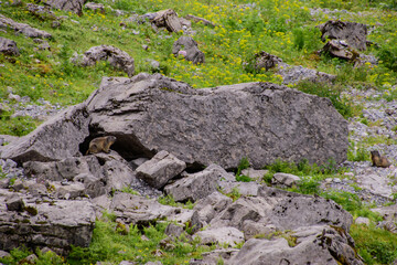 Beautiful alpine landscape with swiss marmot in summer.