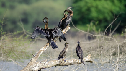 Cormorants and Darter perched on a tree to soak sunlight