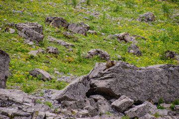 Beautiful alpine landscape with swiss marmot in summer.
