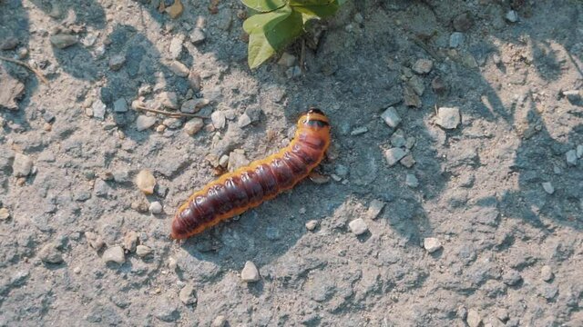 Close view of a big caterpillar moving slowly.