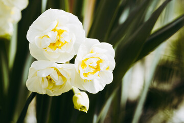 Closeup sur une fleur narcisse royale dans la lumière du soleil dans le jardin