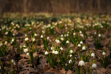 Fototapeta premium Snowdrops in a forest. The first spring flowers bloom in the forest. Beautiful spring landscape. Many blooming snowdrops (Galаnthus) in a beautiful forest in spring season.