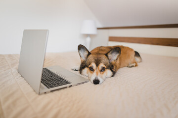 Welsh corgi pembroke dog in a bed in bedroom with a laptop during a home office