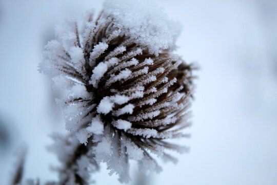 frozen prickly flower covered with inium, low temperature, white background