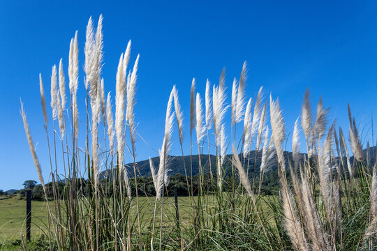 Pampa grass blue sky and clouds