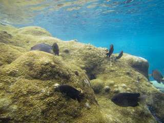 Black fish swimming on rocks covered with zoanthids in the sunlit sea