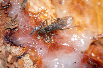 flying insect in pine resin