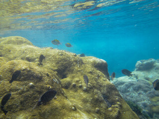 Black and striped fish swimming on rocks covered with zoanthids in the sunlit sea