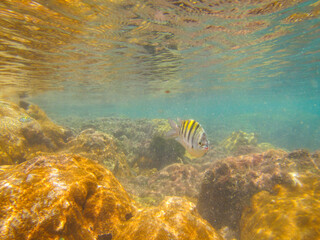 Striped fish of the dascyllus species (Sergeant) swimming in shallow water on rocks covered with zoanthids and algae from a tropical reef on the Brazilian coast.