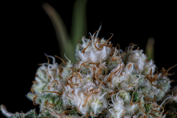 Naklejka na ściany i meble Detail of a White Widow Cannabis plant isolated on black