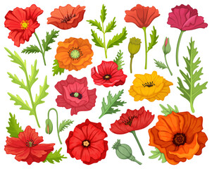 Poppy flower vector cartoon icon set . Collection vector illustration poppy red on white background. Isolated cartoon illustration icon set of red flower for web design.