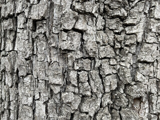 Texture for backgrounds, tree bark
