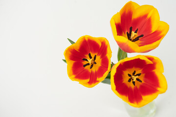 Close-up of tulips on white background. bouquet of red tulips in vase on table, greeting card, zoom...