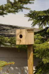A Birdhouse in the Backyard