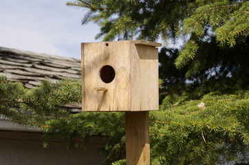 A Birdhouse in the Backyard