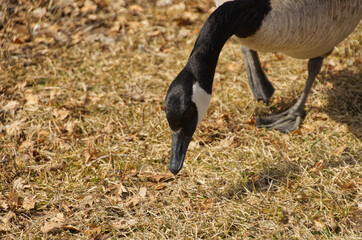 A Canadian Goose on the Grass