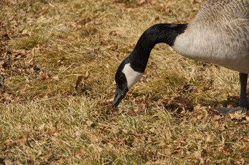 A Canadian Goose on the Grass