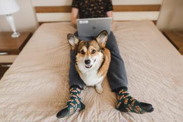 A young man working in a bedroom with a welsh corgi pembroke dog