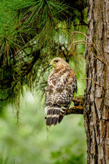 Obraz premium hawk on a branch