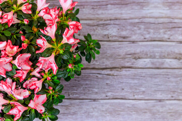 Blooming pink azalea on wooden background. Top view, copy space
