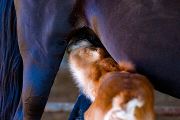 newborn foal nursing