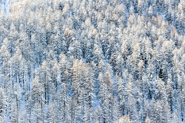 Snow Covered Trees in Engadine Valley, Switzerland