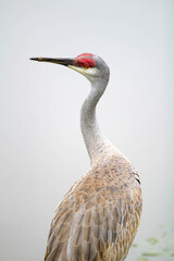 lonely sandhill crane