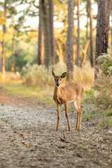 deer in the woods