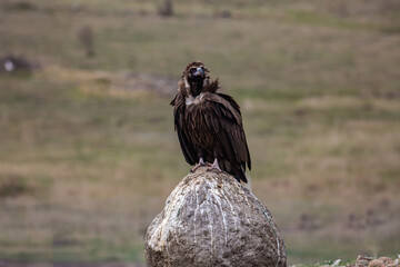 Cinereous Vulture, (Aegypius monachus) in its natural environment. Wild life.