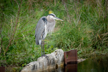 great blue heron