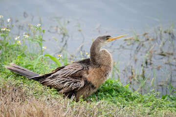 anhinga