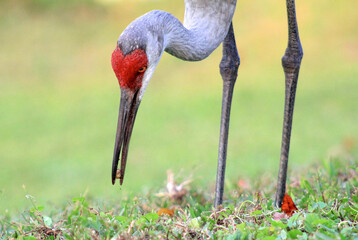 sandhill crane © Shelby Ratliff