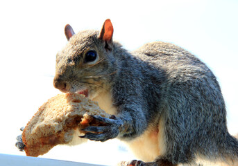 Baldie the Squirrel eating my peanut butter sandwich