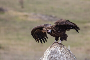 Cinereous Vulture, (Aegypius monachus) flight from rock in natural environment. Wild life.