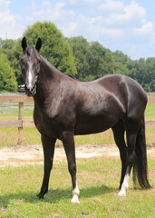 Obraz premium horse in the field