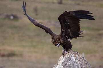 Cinereous Vulture, (Aegypius monachus) flight from rock in natural environment. Wild life.