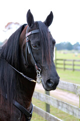 Obraz premium Black Stallion