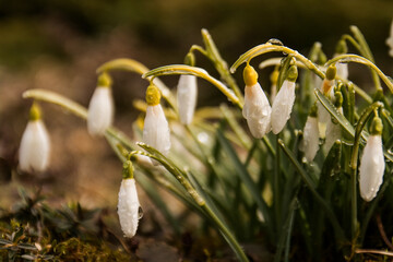 white spring flowers