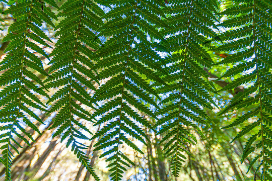 Close up of several fern leaves with filigree leaf structures against blue sky