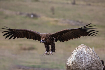 Cinereous Vulture, (Aegypius monachus) in a group natural habitat. Wild life.