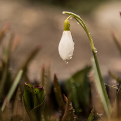 bud of a snowdrop spring flower