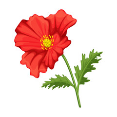 Poppy flower vector cartoon icon. Vector illustration poppy red on white background. Isolated cartoon illustration icon of red elower.