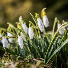 spring snowdrop flower